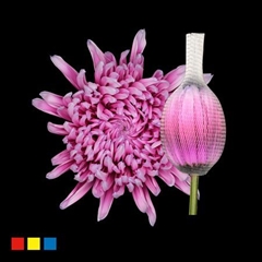 Chr G Stravin Klb H% 70cm