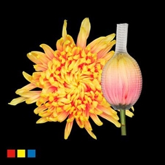 Chr G Stravin Klb H% 70cm