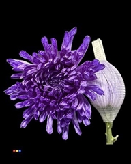 Chr G Stravin Klb H% 70cm