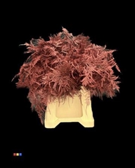 Asp Colortreated 45cm