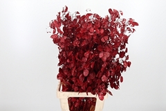 Lunaria Dyed 90cm