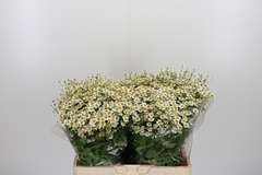 Tana Pa Single Vegmo 60cm 23