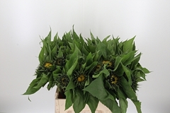 Helian An Sunrich Or 65cm 12