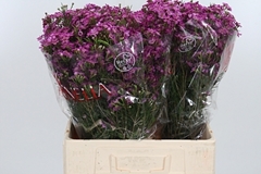 Chame Purple Rain 60cm 25gram 24