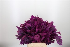 Querc Rubra Klb 21% 60cm