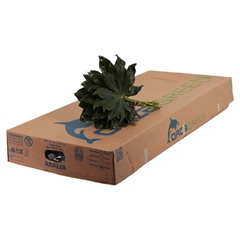Fatsia Japonica Bs 20cm