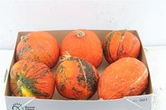 Cucurbita Other
