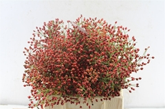 Rosa Fair Jewel 40cm