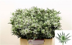 Eryng Sirius Questar 50cm