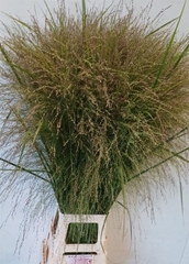 Panic Vi Thundercld 120cm