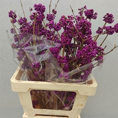 Callicarpa Bod Profu 60cm