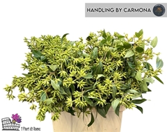 Eucalyptus Met Bes 60cm 200gram