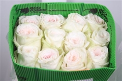 R Gr White O Hara 70cm