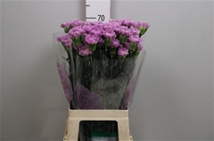 Di St Fl Moonaqua 70cm 23
