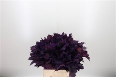 Querc Rubra Klb 21% 60cm