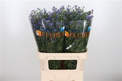 Aster Casamare 80cm 35gram