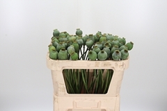 Papav Som Zaaddozen 65cm
