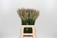 Pennisetum Blondie 65cm