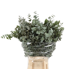 Euca Cinerea P Bunch 70cm 300gram