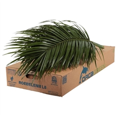 Phoenix Roebeleni Bs 80cm