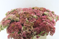 Sedum Spectabile Blo 55cm