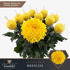 Chr G Maracuja 70cm 105gram