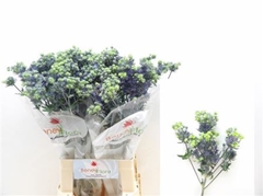 Eryng Pl Mag Purp St 70cm