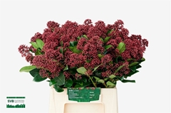 Skim J Rubella Bunch 45cm