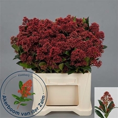 Skim J Rubella Bunch 40cm