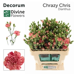 Di Tr Rood 60cm 24