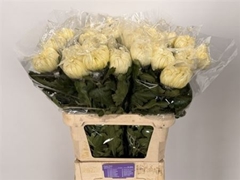 Chr G Vienna White 80cm 100gram