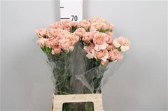 Di St Caramel 70cm 23