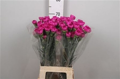 Di St Dark Farida 70cm 23