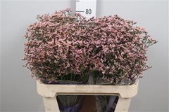 Lim Sin Pink Activa 80cm 35gram