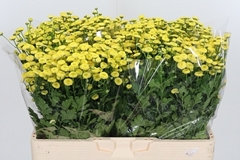 Tana Pa Amazone 55cm 23