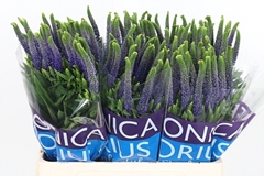 Veron Clea Diana 60cm