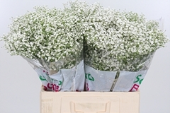 Gyps Pa Zi Discovery 60cm