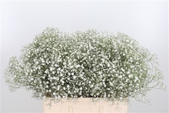 Gyps Pa Xlence 40cm 4gram