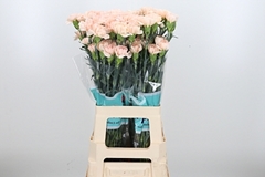 Di St Lizzy 70cm