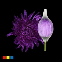 Chr G Stravin Klb H% 70cm