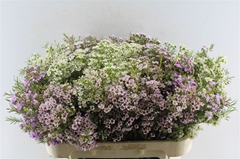 Chame Gem In Bunch 70cm 60gram 34