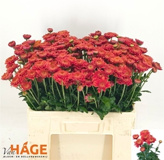 Chr T Blenda Red 55cm 70gram