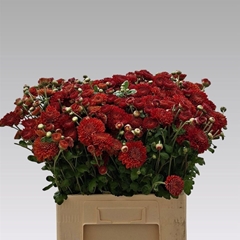 Chr Tbu Wendy Rood 60cm 65gram