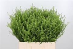 Lepidium Vi Gwelo Green 60cm 25gram