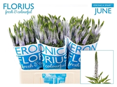 Veron Smart June 60cm