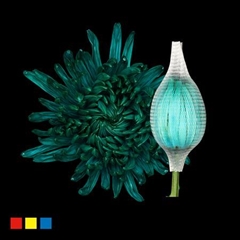 Chr G Stravin Klb H% 70cm