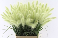 Pennisetum Blondie 70cm