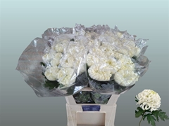 Chr G Vienna White 80cm 100gram