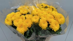 Chr G Migoli 75cm 95gram