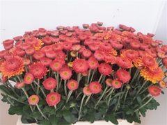 Chr T Blenda Salmon 60cm